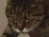 点击观看《猫咪物语3 高清完整版》