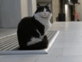 点击观看《伊斯坦布尔的猫 高清完整版》